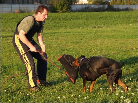 Training´s